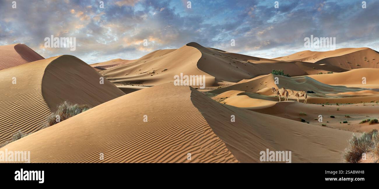 Chameaux dans la ceinture de sable de l'Erg Chebbi Sahara, Merzouga Maroc, la ceinture de dunes de sable est de 5-7 km d'ouest en est, s'élevant à 150 mètres de haut. Banque D'Images