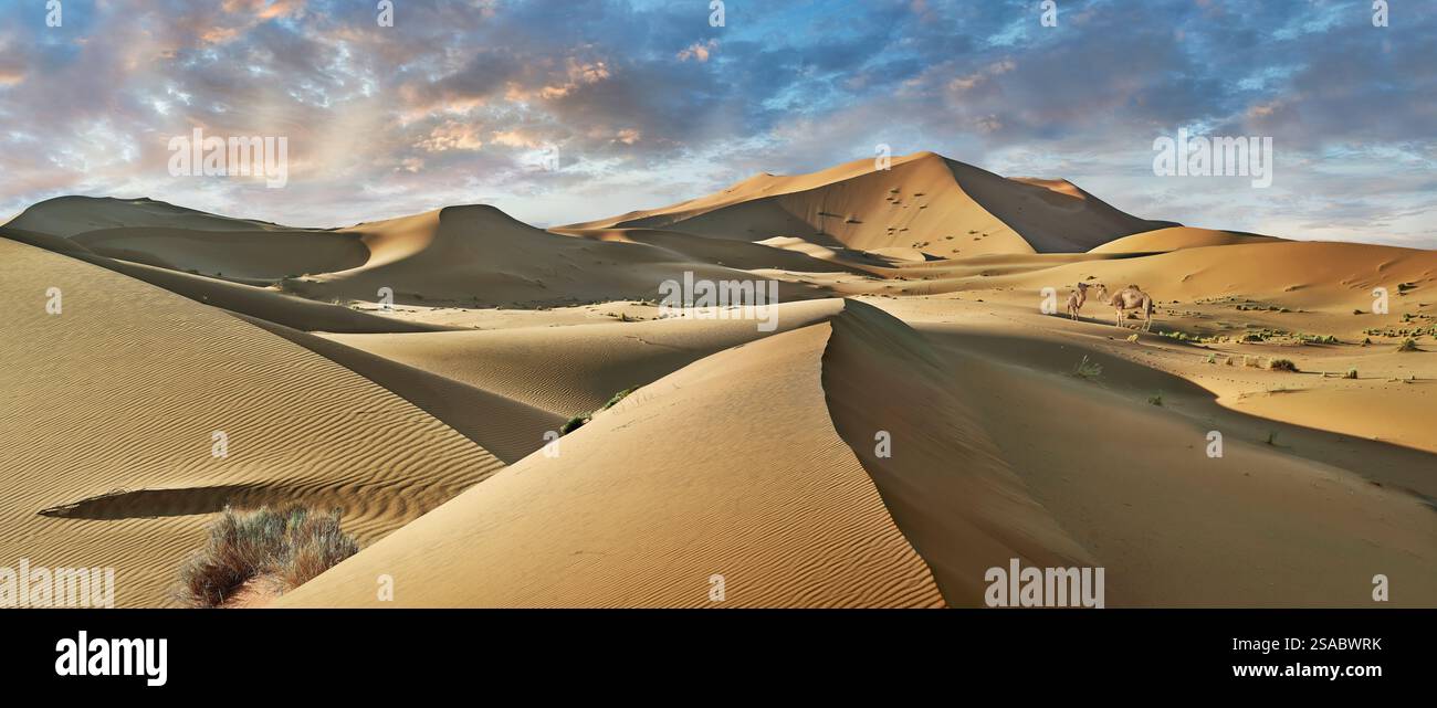 Chameaux dans la ceinture de sable de l'Erg Chebbi Sahara, Merzouga Maroc, la ceinture de dunes de sable est de 5-7 km d'ouest en est, s'élevant à 150 mètres de haut. Banque D'Images