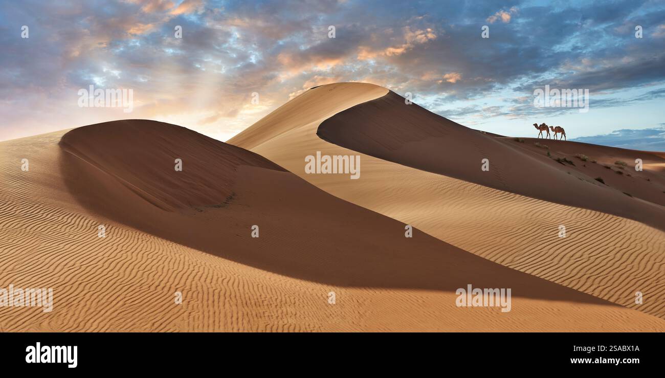 Chameaux dans la ceinture de sable de l'Erg Chebbi Sahara, Merzouga Maroc, la ceinture de dunes de sable est de 5-7 km d'ouest en est, s'élevant à 150 mètres de haut. Banque D'Images