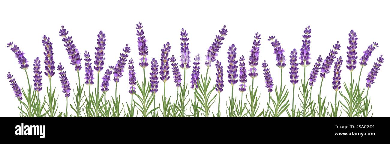 Bannière de toile de fleurs de lavande violette découpée sur blanc Banque D'Images