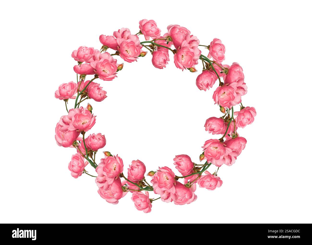 Couronne printanière de bossoms roses découpée isolée Banque D'Images