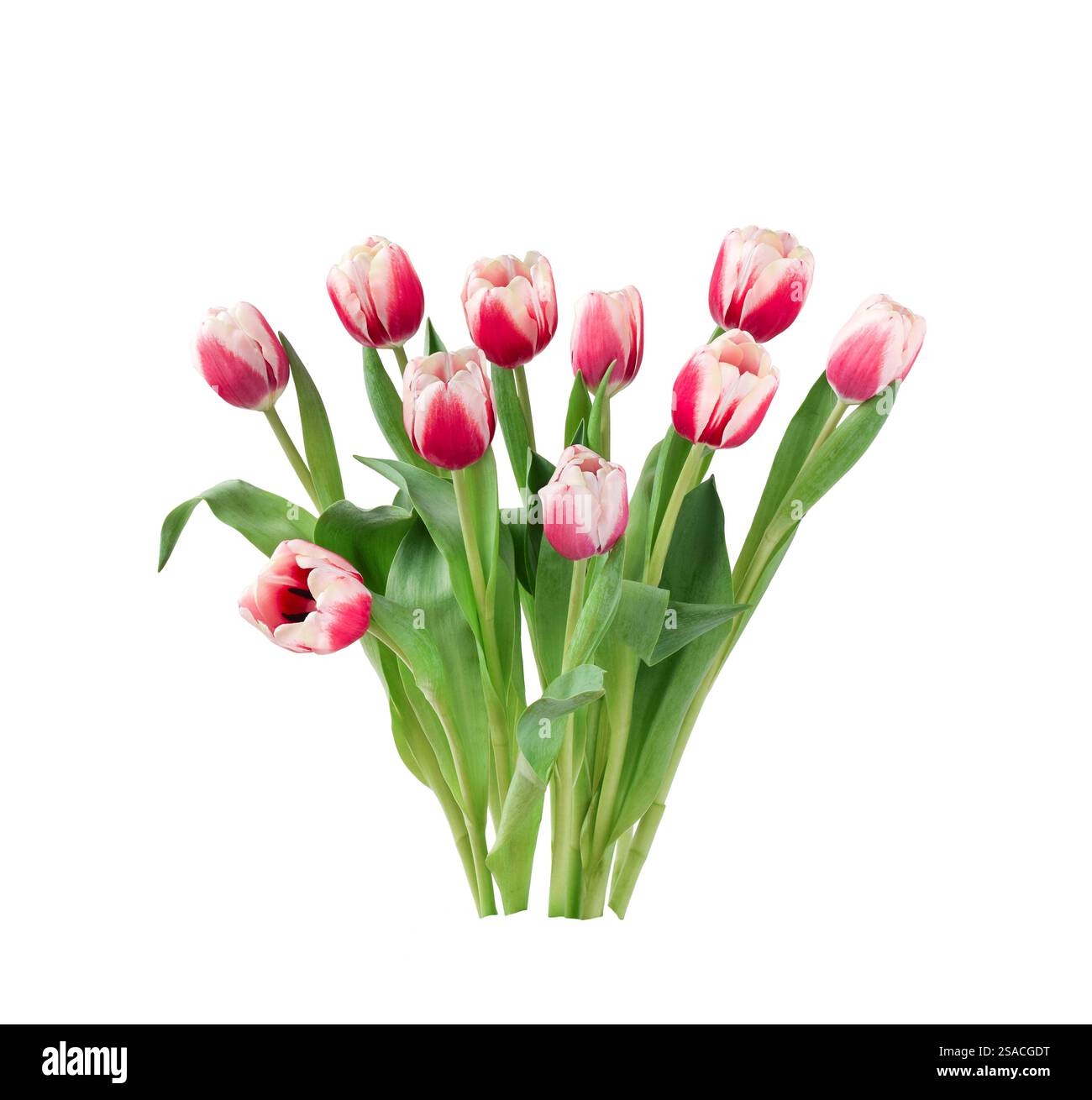Groupe de tulipes roses découpe isolée sur blanc Banque D'Images