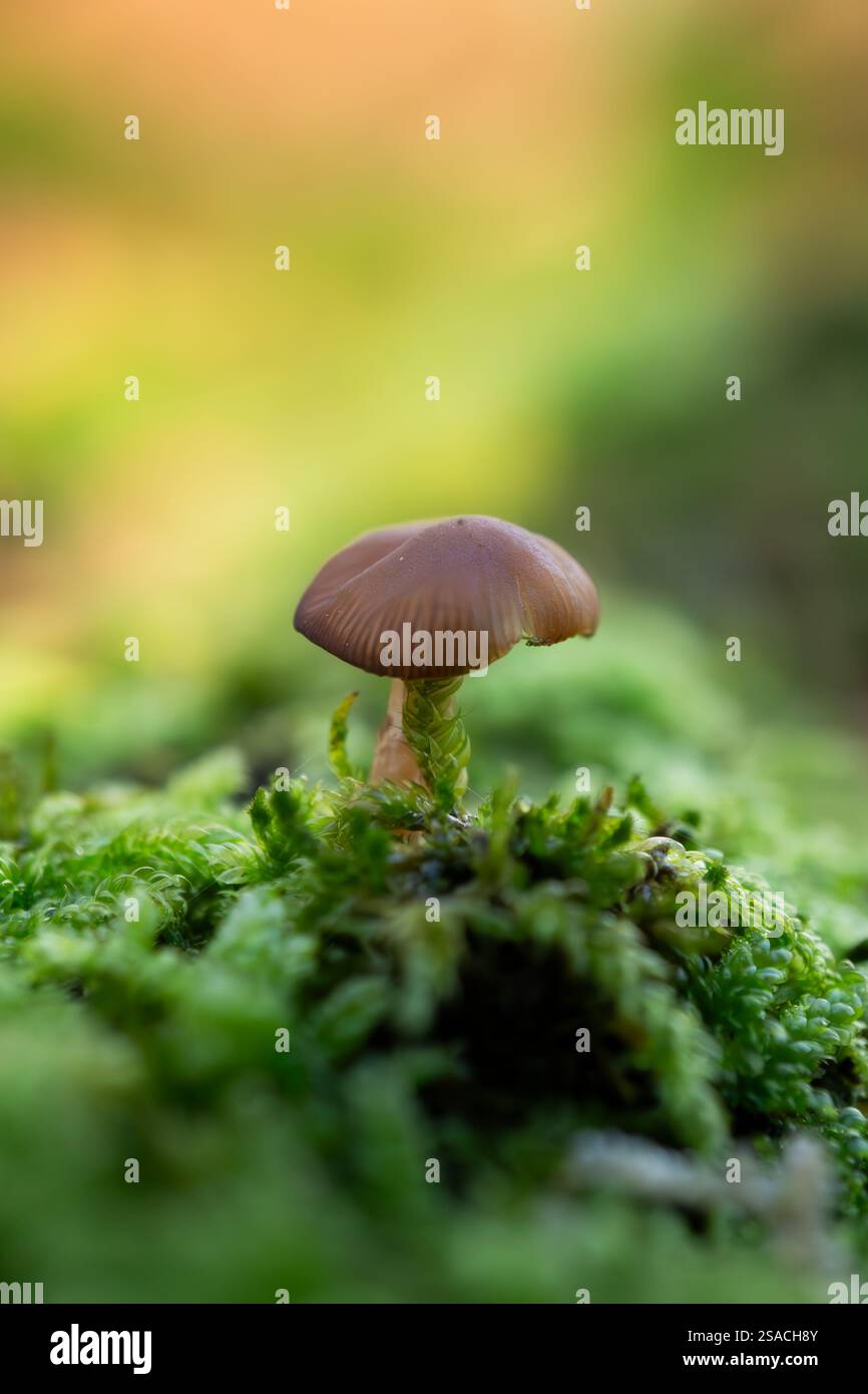 Un champignon est assis sur une tache de mousse. Le champignon est brun et a un chapeau. La mousse est verte et couvre le sol Banque D'Images