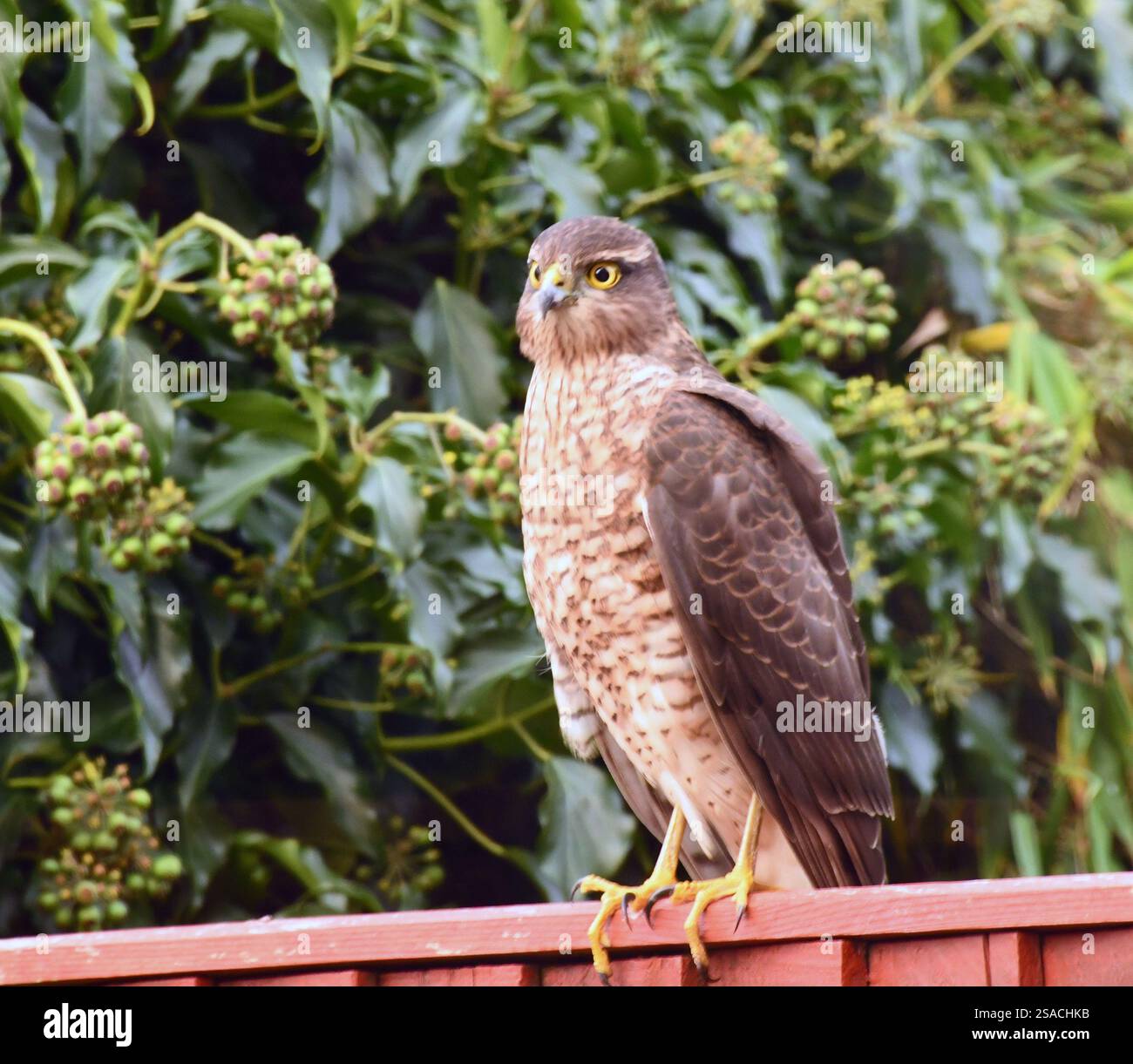 Femelle Sparrowhawk 'Accipiter nisus' perchée sur une clôture de jardin dans le Somerset. près d'une maison et table d'alimentation des oiseaux en hiver. Banque D'Images
