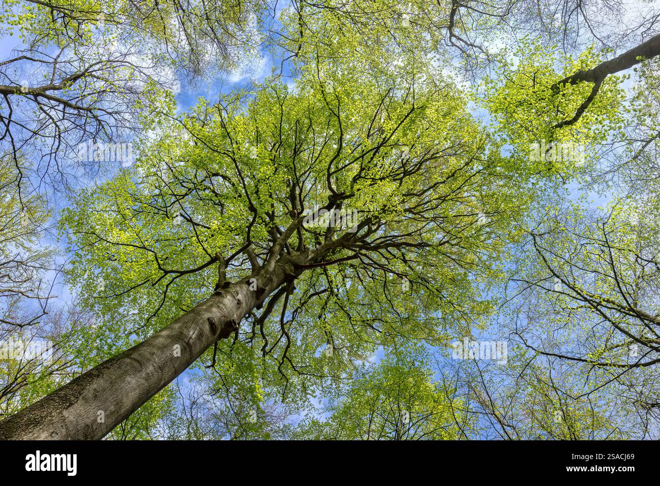 Cime des arbres de hêtres européens / hêtre commun (Fagus sylvatica) montrant des feuilles vertes fraîches au printemps Banque D'Images