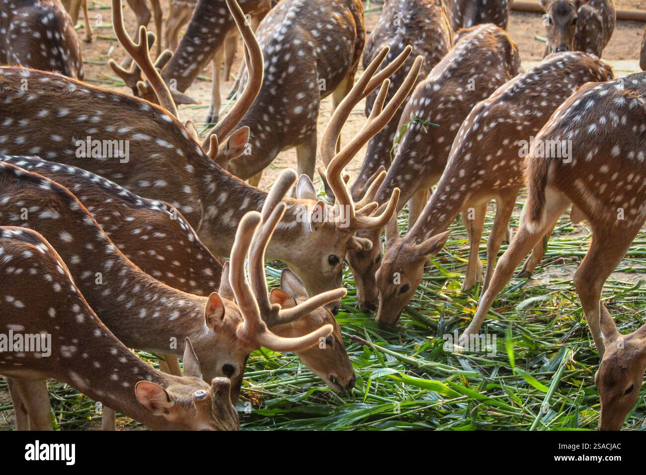 Le cerf d'ELD paissant paisiblement sur l'herbe verte luxuriante dans son habitat naturel, mettant en valeur la beauté de la faune et les efforts de conservation. Banque D'Images