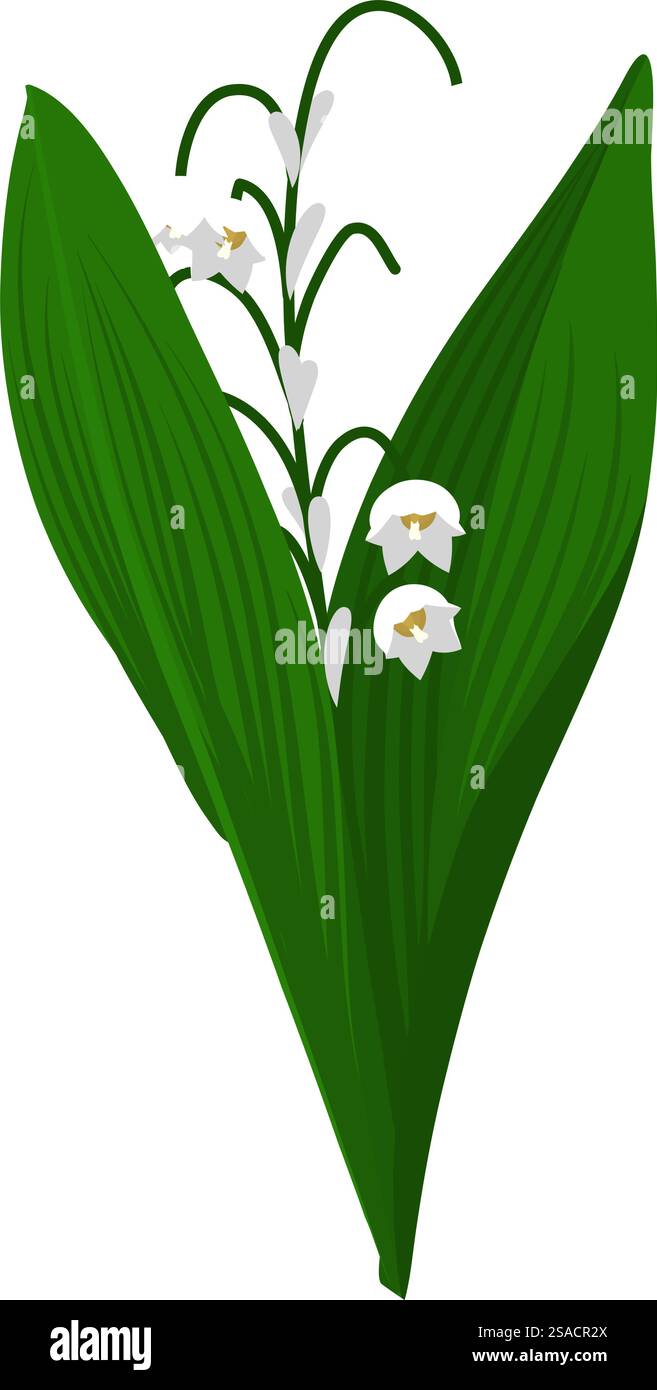 Lis de fleur de vallée. Belle fleur pour faire des dessins de prairie d'été et de printemps. Illustration vectorielle. Illustration de Vecteur