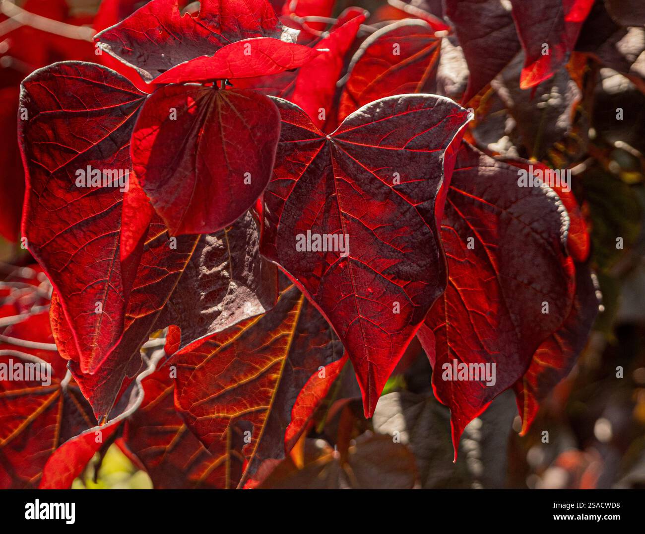 Feuilles rouge vif rétro-éclairées de Cercis canadensis poussant dans un jardin britannique. Banque D'Images