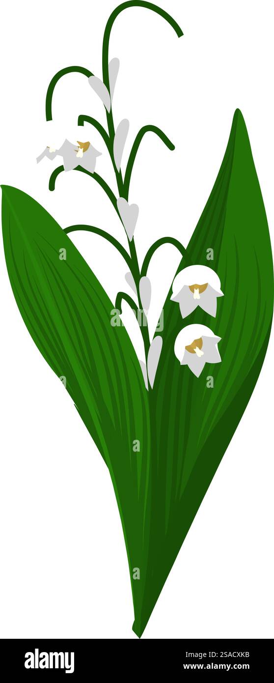 Lis de fleur de vallée. Belle fleur pour faire des dessins de prairie d'été et de printemps. Illustration vectorielle. Illustration de Vecteur