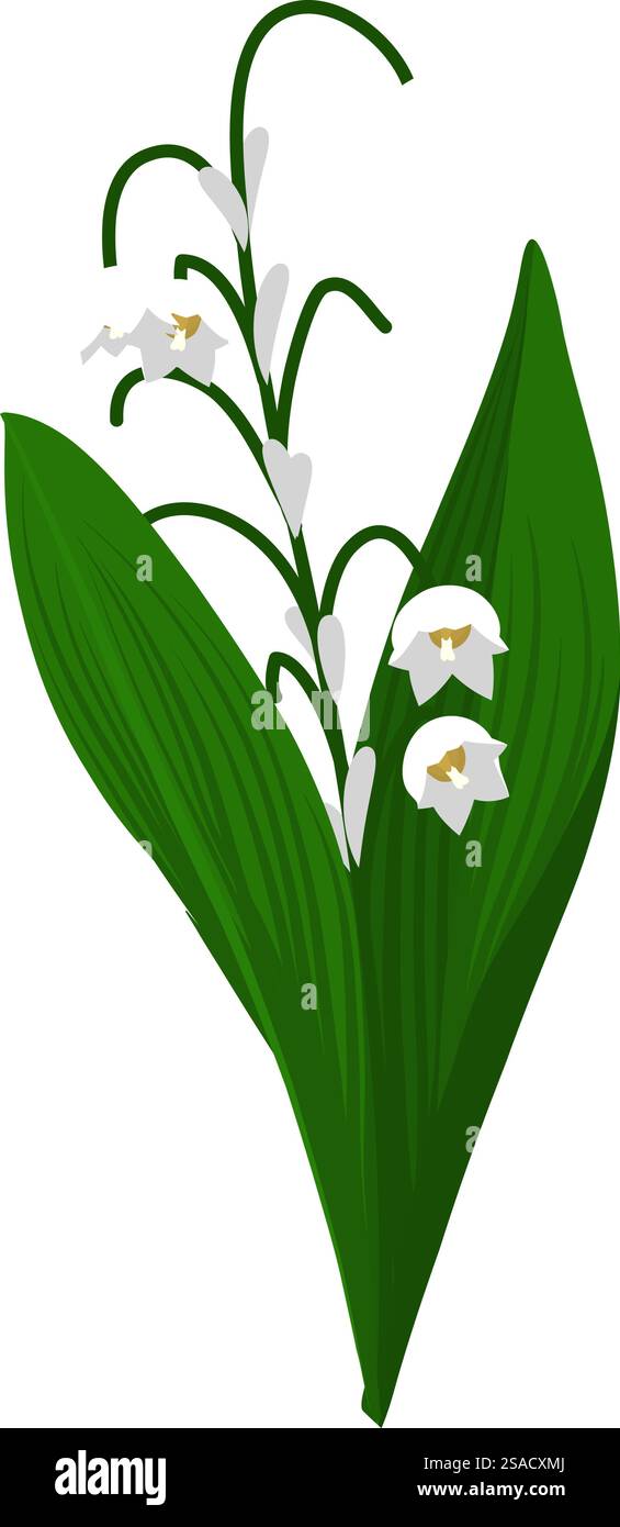 Lis de fleur de vallée. Belle fleur pour faire des dessins de prairie d'été et de printemps. Illustration vectorielle. Illustration de Vecteur