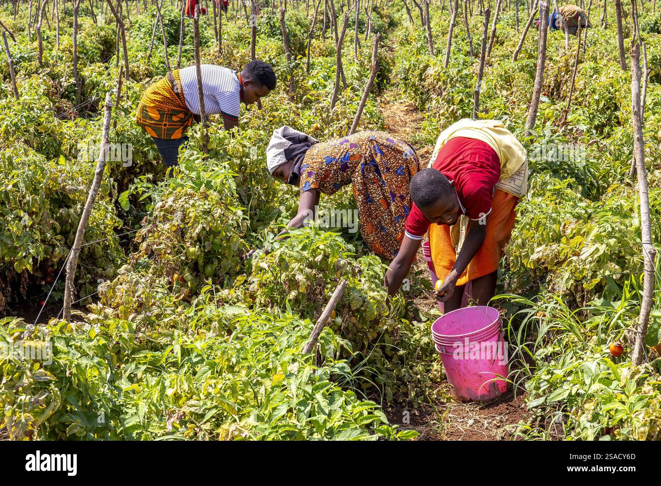 Femmes et enfants cueillant des tomates dans la province de Karatu, Tanzanie Banque D'Images