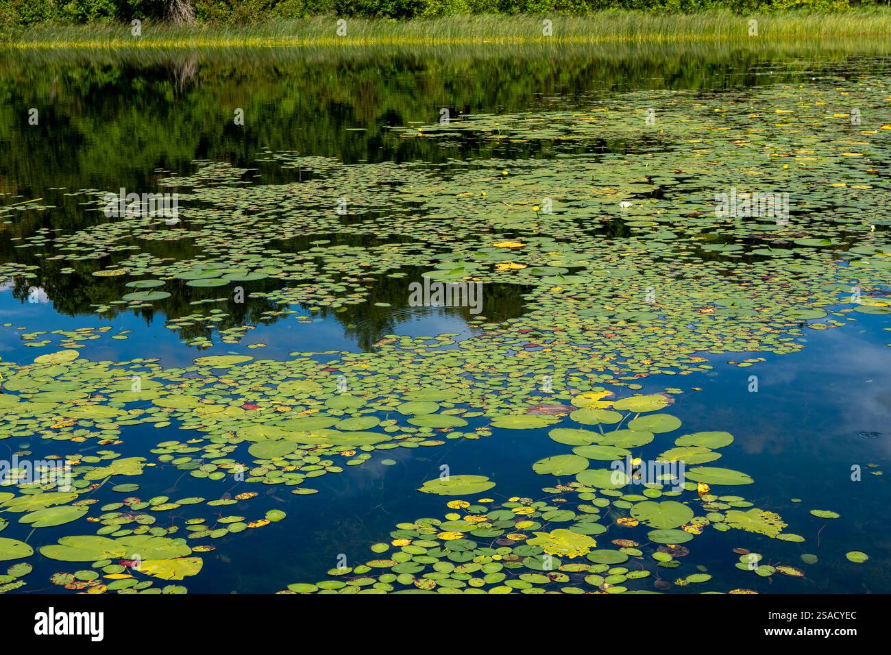 Des centaines de nénuphars, avec quelques fleurs en fleurs, flottant sur l'eau d'un lac dans le Minnesota Banque D'Images