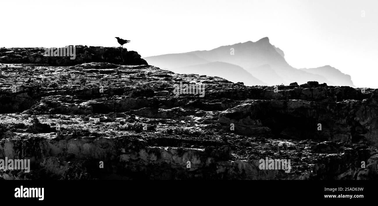 Un oiseau solitaire perché sur un terrain rocheux avec des montagnes lointaines en arrière-plan, capturé en noir et blanc, mettant en évidence les contrastes et t Banque D'Images