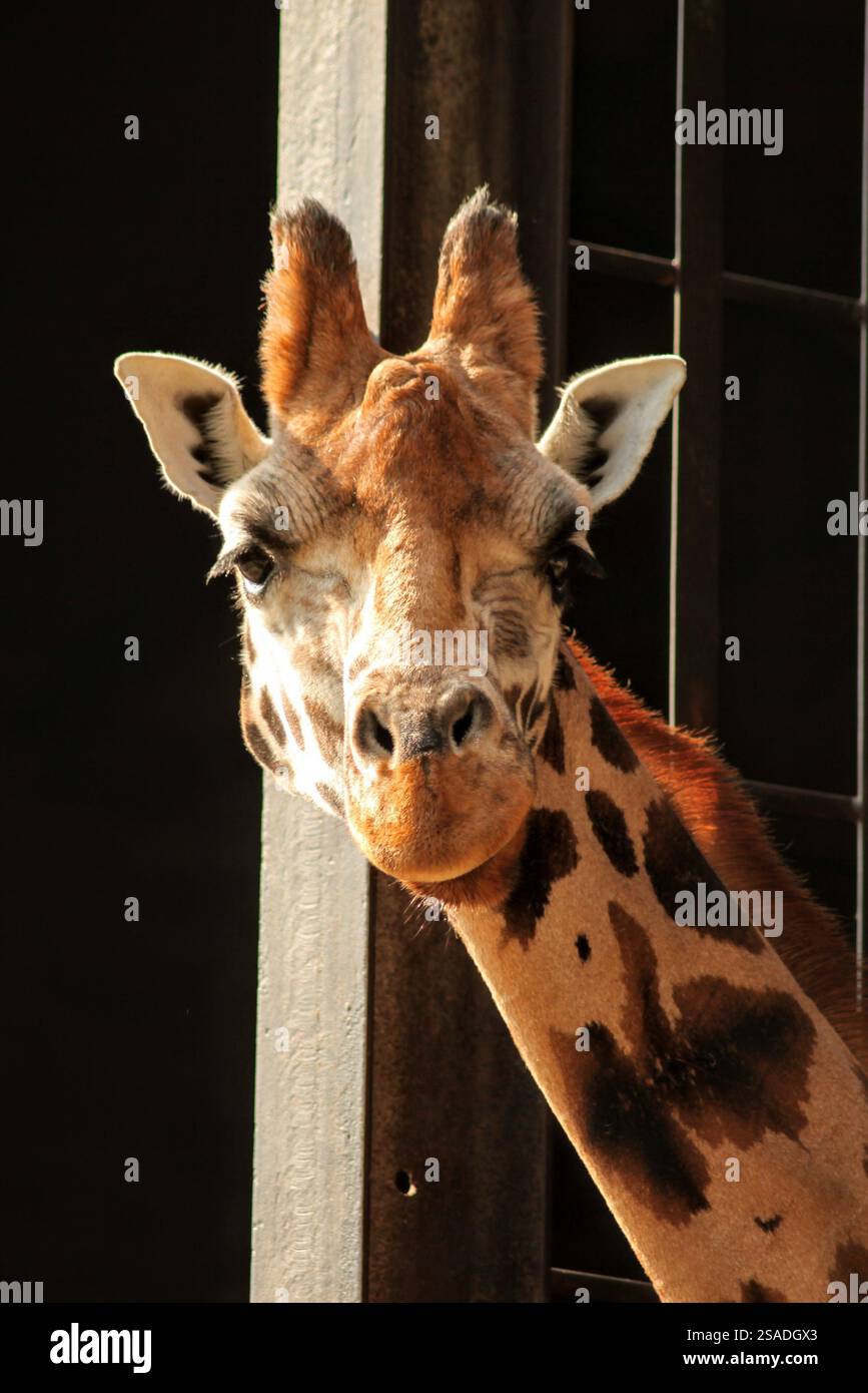 Joyeuse girafe au zoo Banque D'Images