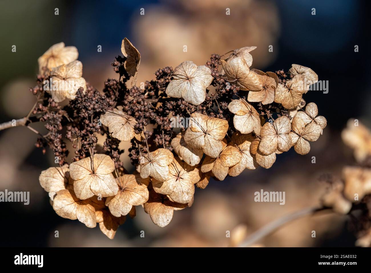 Gros plan d'Hydrangea à l'automne - Brevard, Caroline du Nord, États-Unis Banque D'Images