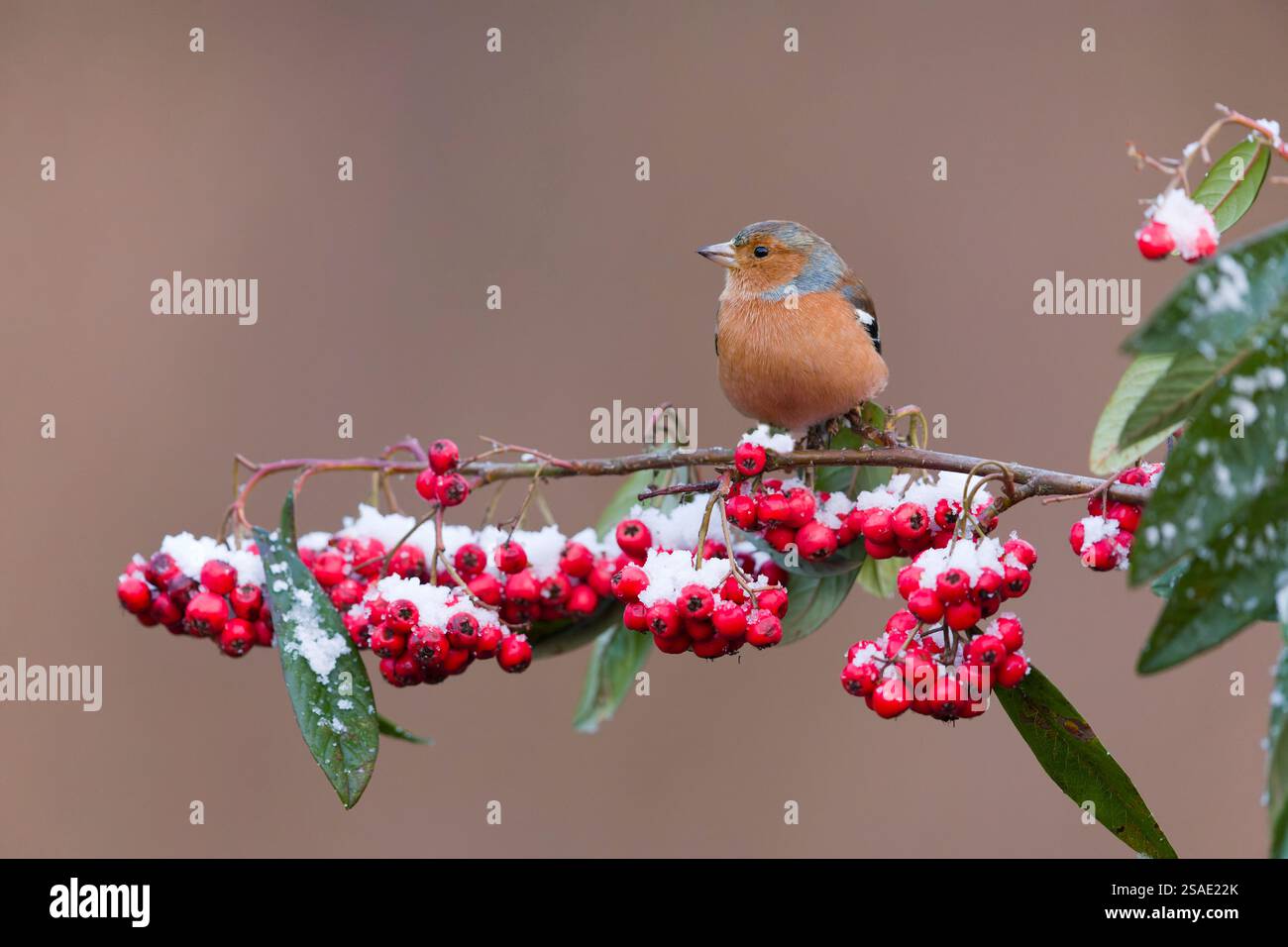 Chaffinch commun Fringilla coelebs, mâle adulte perché sur une brindille de cotoneaster chargée de neige avec des baies, Suffolk, Angleterre, janvier Banque D'Images