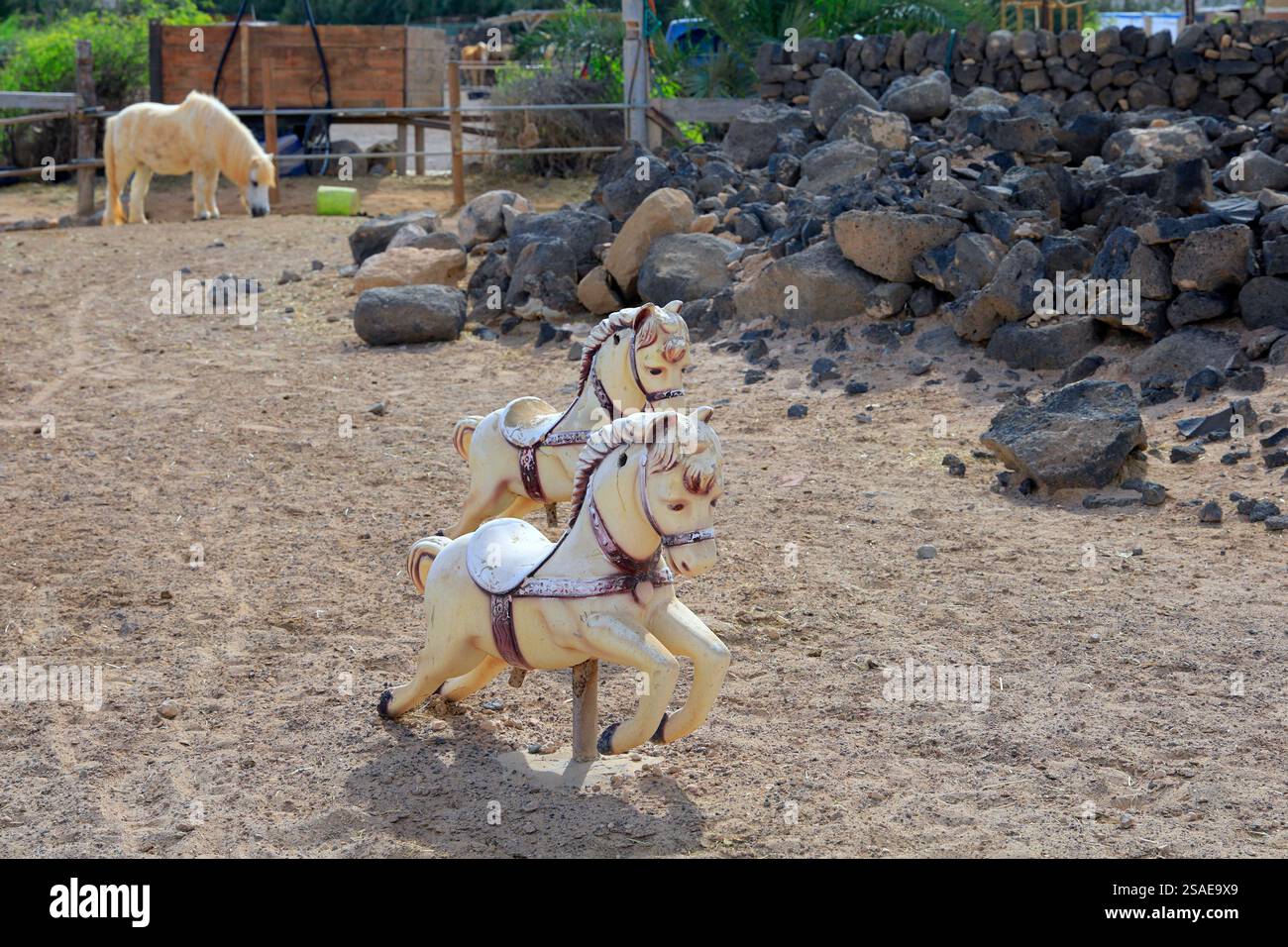 Poney Shetland et chevaux jouets dans un paddock, Fuerteventura, îles Canaries, Espagne, Europe, UE. Prise en novembre 2024 Banque D'Images