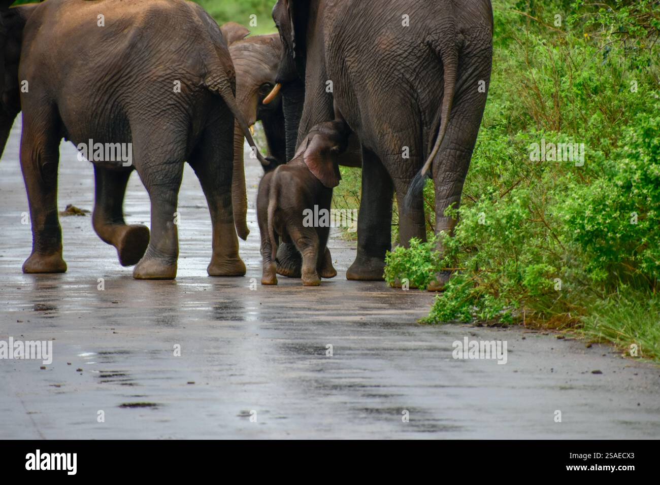 Mère éléphant (loxodonta africana) allaitant son bébé - Afrique du Sud, parc national Kruger Banque D'Images