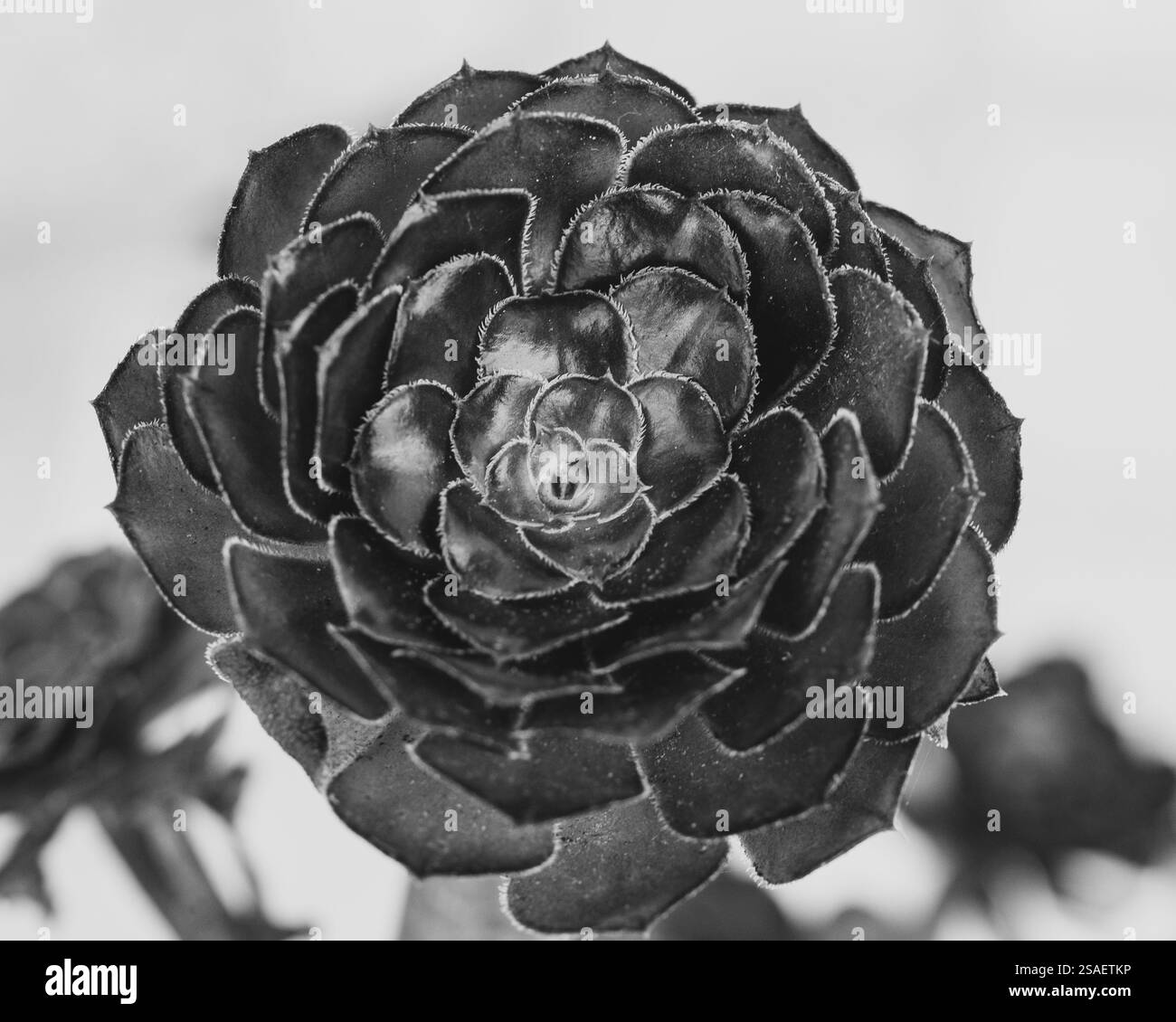 Rosette de plantes succulentes en noir et blanc Banque D'Images