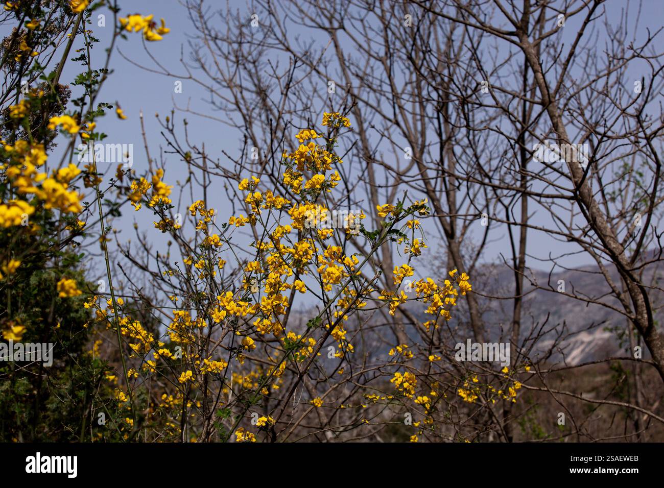 Image printanière de branches fleuries avec des fleurs jaunes vives sur un ciel bleu. Les fleurs créent un contraste saisissant avec le ciel. Banque D'Images