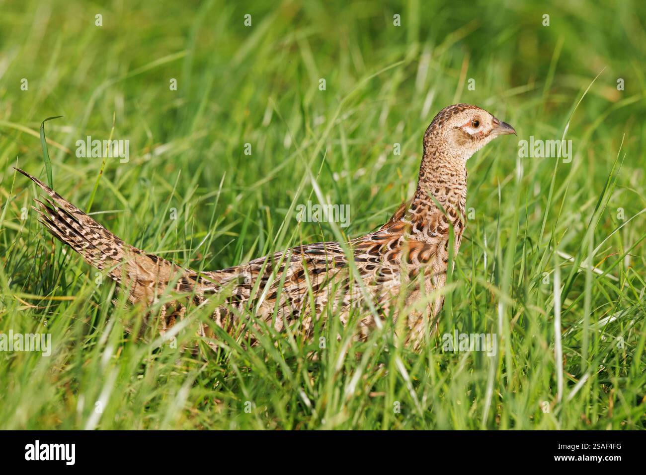 Faisan commun, faisan du Caucase, faisan du Caucase, faisan du Caucase, tenebrosus (Phasianus colchicus tenebrosus), poule juvénile confiante dans l'herbe, probablement rele Banque D'Images