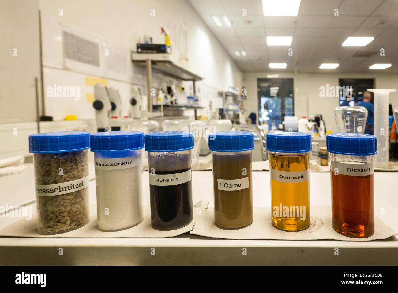 Betterave sucrière, betterave sucrière, racine de betterave, racine de betterave sucrière (Beta vulgaris var. Altissima), sucrerie, étapes du processus de production de l'extraction du sucre Banque D'Images