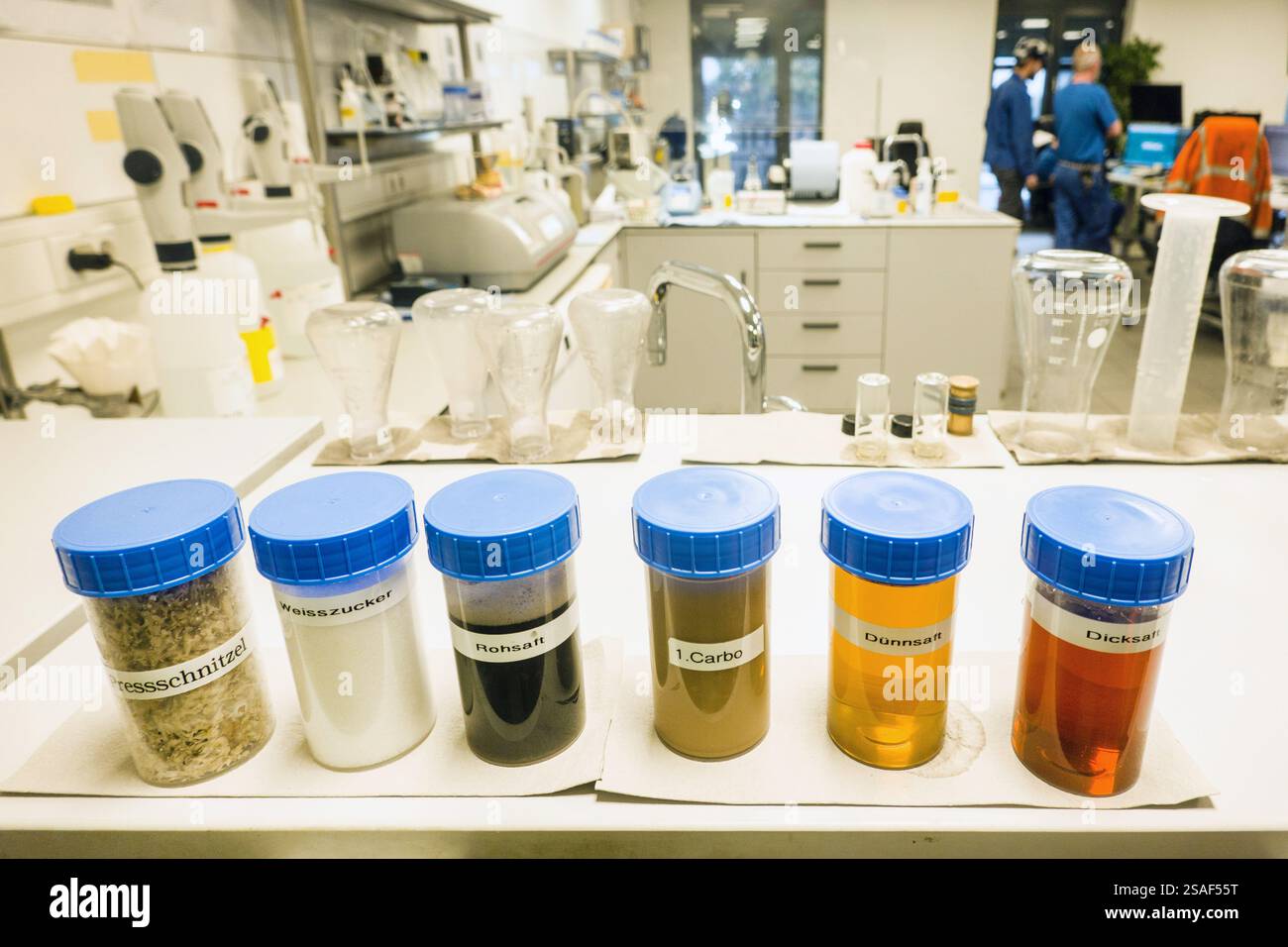 Betterave sucrière, betterave sucrière, racine de betterave, racine de betterave sucrière (Beta vulgaris var. Altissima), sucrerie, étapes du processus de production de l'extraction du sucre Banque D'Images