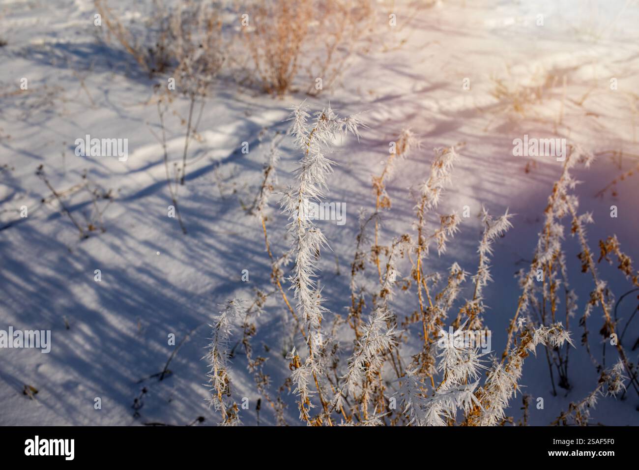 Paysage enneigé, gel sur les tiges de la plante Banque D'Images