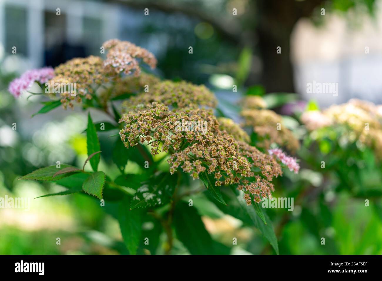 Les plantes à fleurs vibrantes mettent en valeur leurs fleurs délicates dans un jardin luxuriant rempli de verdure, capturant une atmosphère sereine après-midi d'été Banque D'Images
