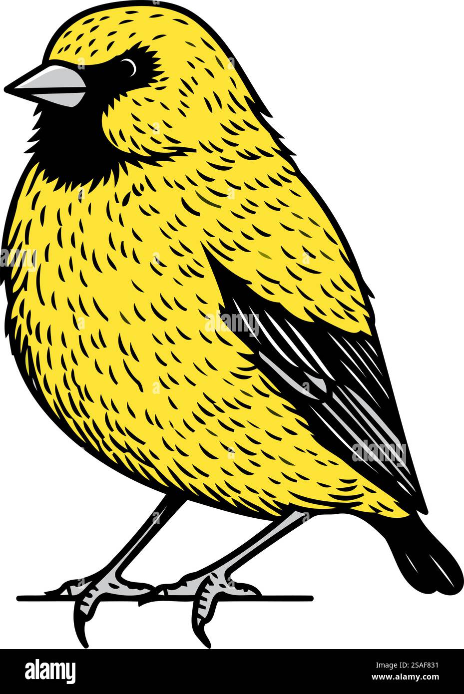 Image vectorielle d'un oiseau goldfinch sur un fond blanc. Illustration de Vecteur