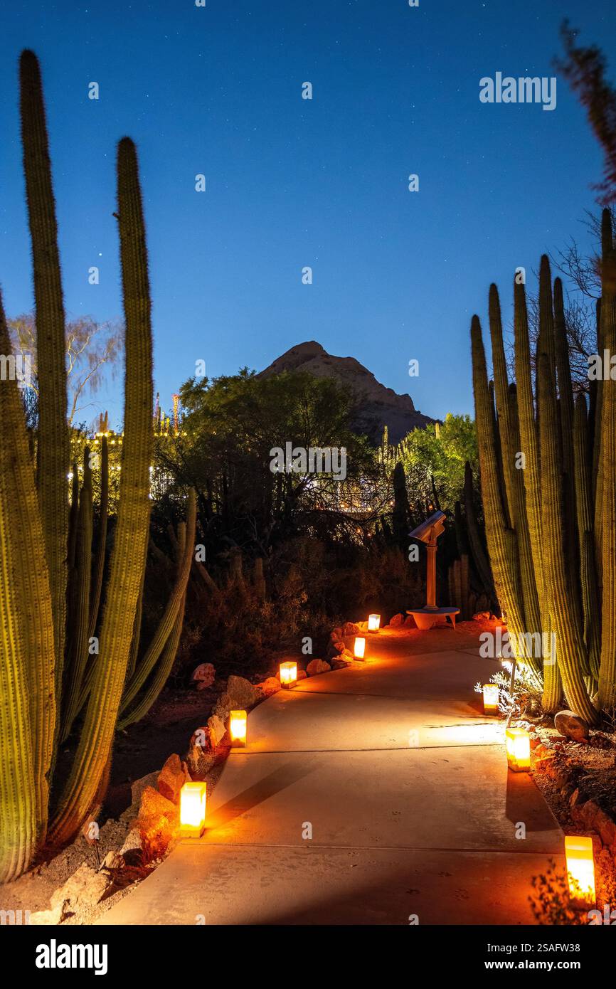 Un magnifique chemin nocturne dans le désert orné de cactus brillants et de lanternes chaudes au jardin botanique du désert, mettant en vedette l'éclairage festif des fêtes. Banque D'Images