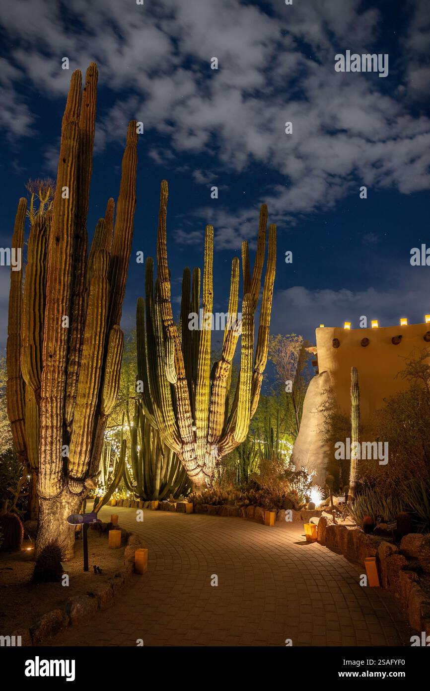 Une vue nocturne d'imposants cactus illuminés par un éclairage tamisé près d'un bâtiment de style adobe au jardin botanique du désert en Arizona. Banque D'Images
