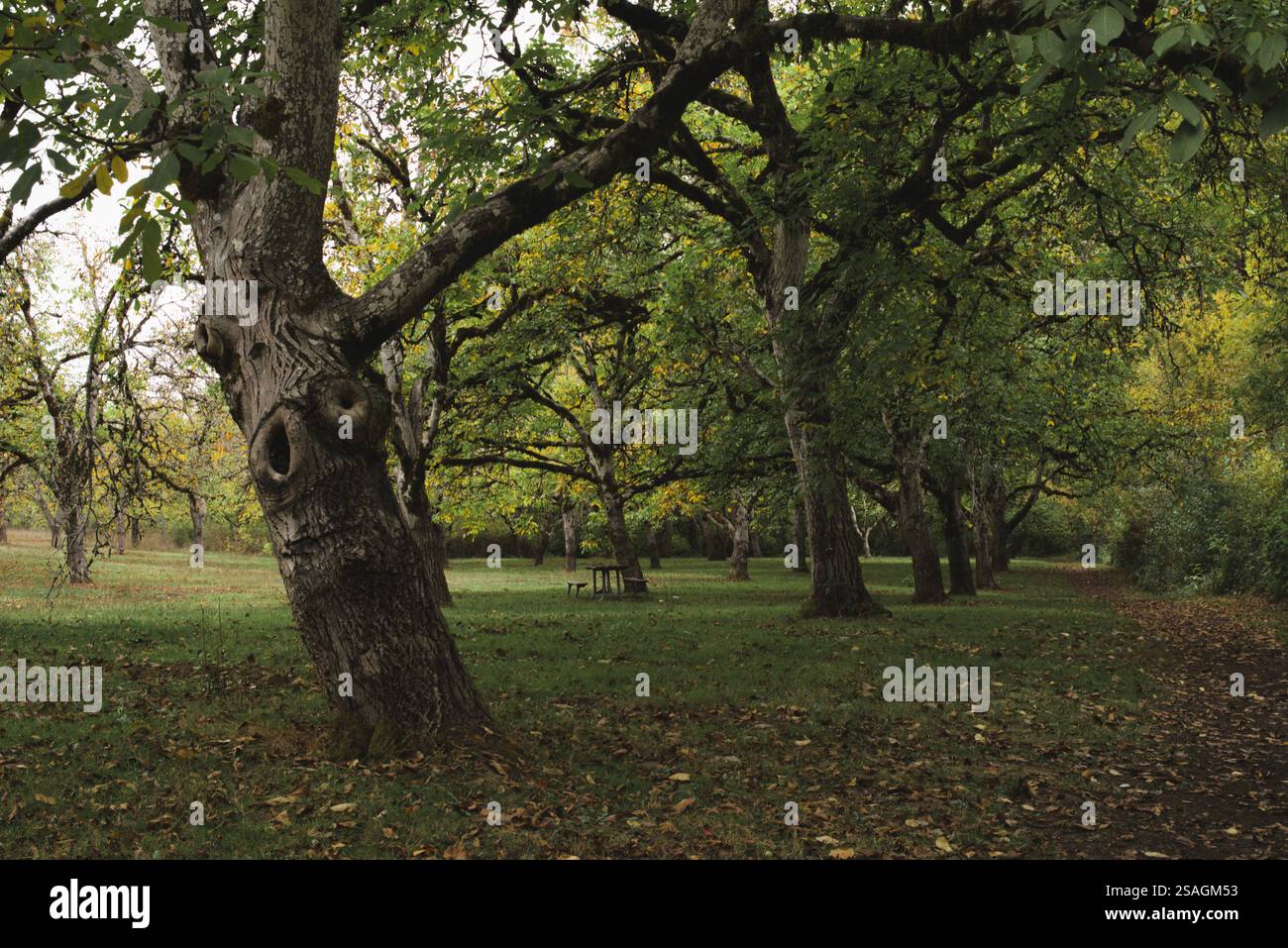 Bancs de parc en bois et chemin de randonnée à côté de grands troncs d'arbres. Banque D'Images