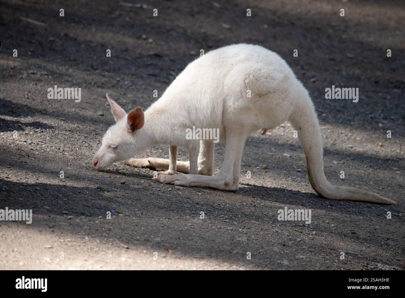 le kangourou albinos joey est tout blanc avec des yeux, des oreilles et un nez roses. Banque D'Images