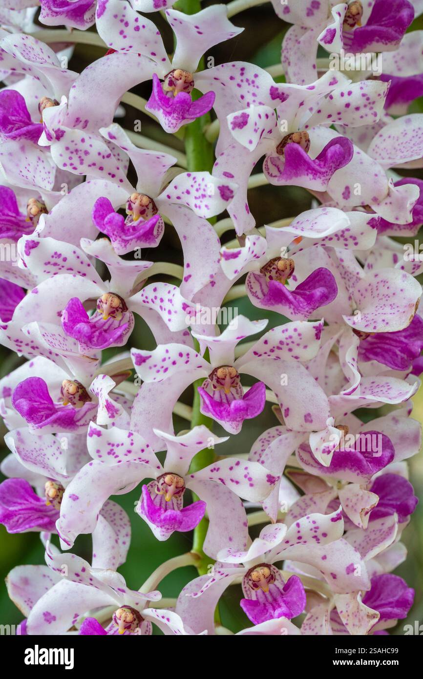 Vue détaillée verticale en gros plan d'un amas de fleurs blanches et roses violettes de fleurs d'espèces épiphytes d'orchidées tropicales rhynchostylis gigantea Banque D'Images