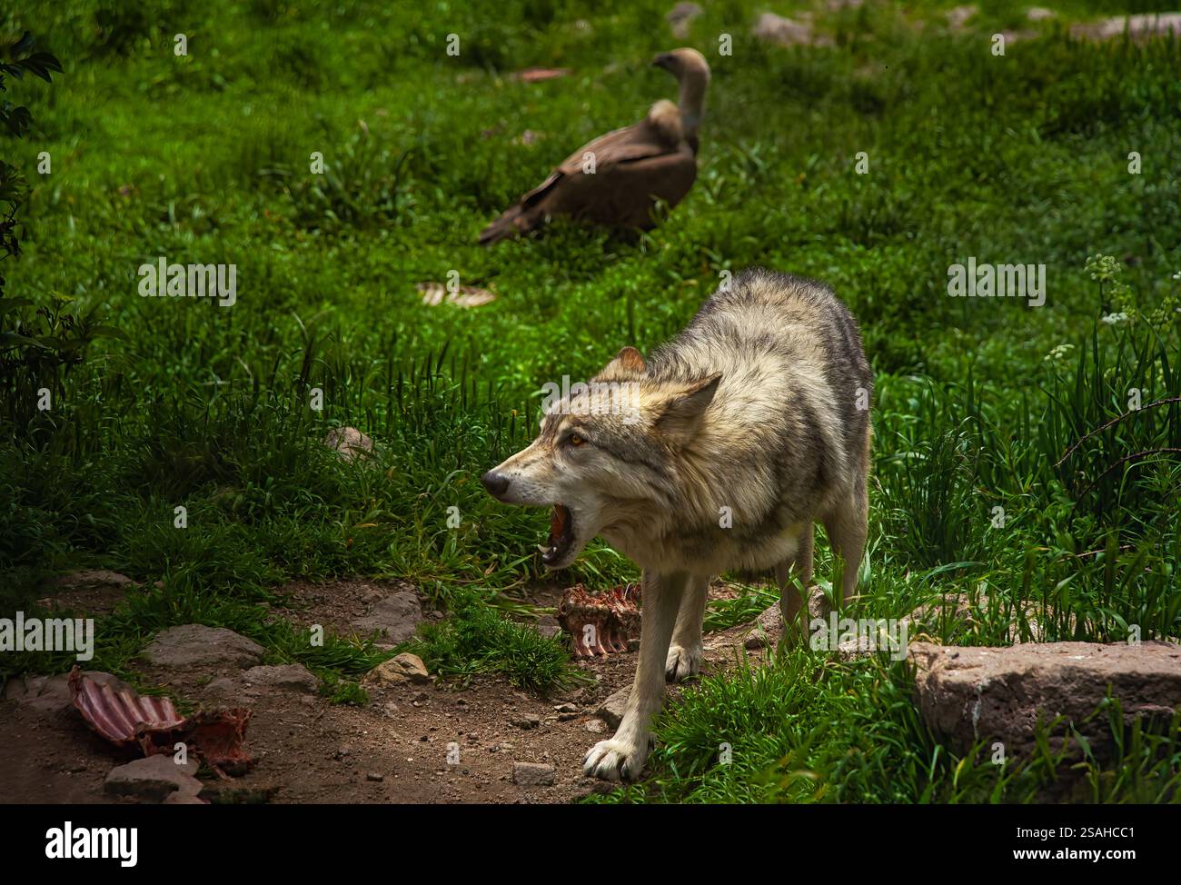 Le loup ibérique grogne près d'un vautour griffon sur une prairie verte après avoir mangé une proie Banque D'Images