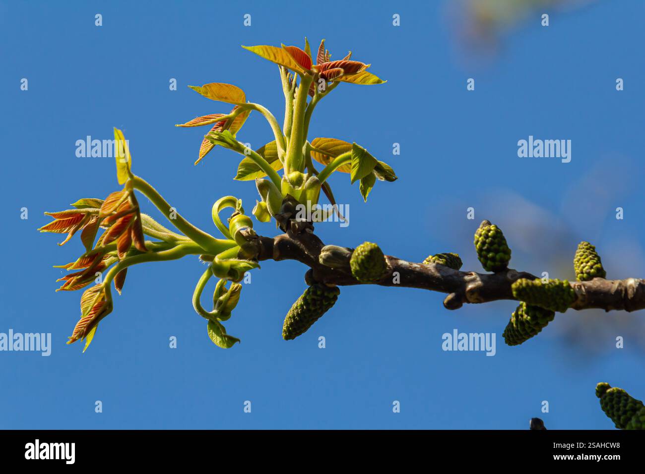 Noyer en fleur, fleurs mâles sur les branches. Début du printemps. Gros plan, détails. Banque D'Images