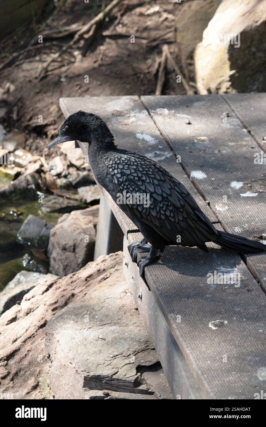 le petit cormoran noir est un oiseau de mer noir avec un œil bleu Banque D'Images