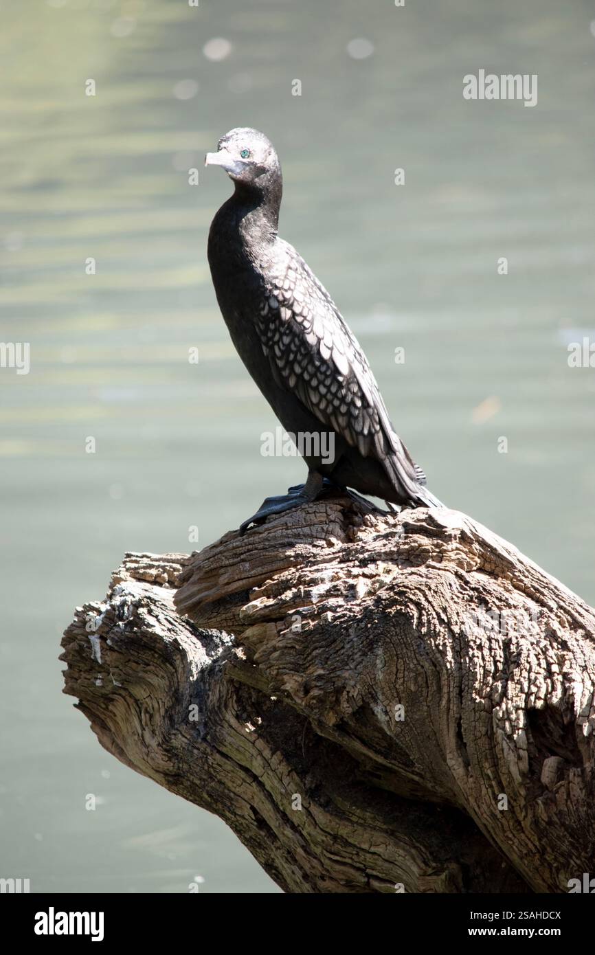 le petit cormoran noir est un oiseau de mer noir avec un œil bleu Banque D'Images