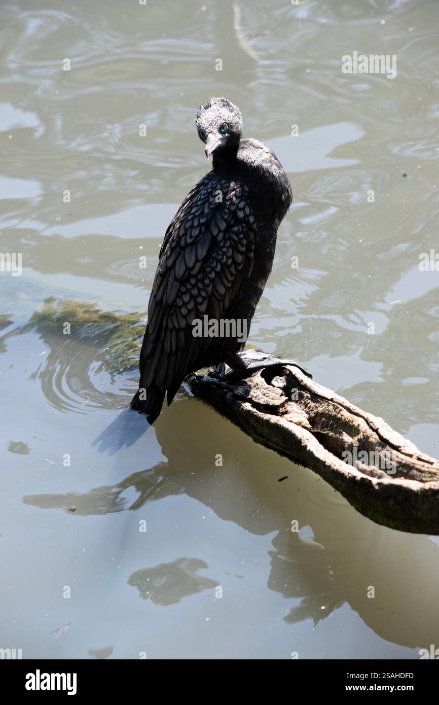 le petit cormoran noir est un oiseau de mer noir avec un œil bleu Banque D'Images