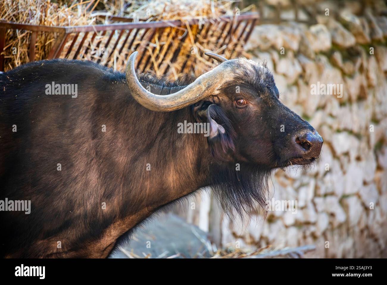 L'image rapprochée du buffle africain. C'est un gros bovin d'Afrique subsaharienne. Ils sont largement considérés comme parmi les animaux les plus dangereux Banque D'Images
