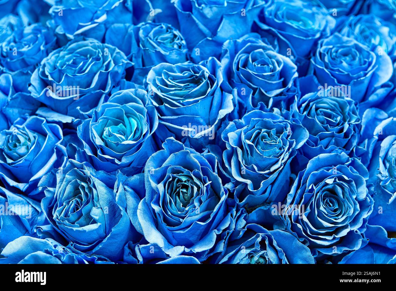 Bouquet de roses bleues fraîches. Fond floral coloré. Banque D'Images