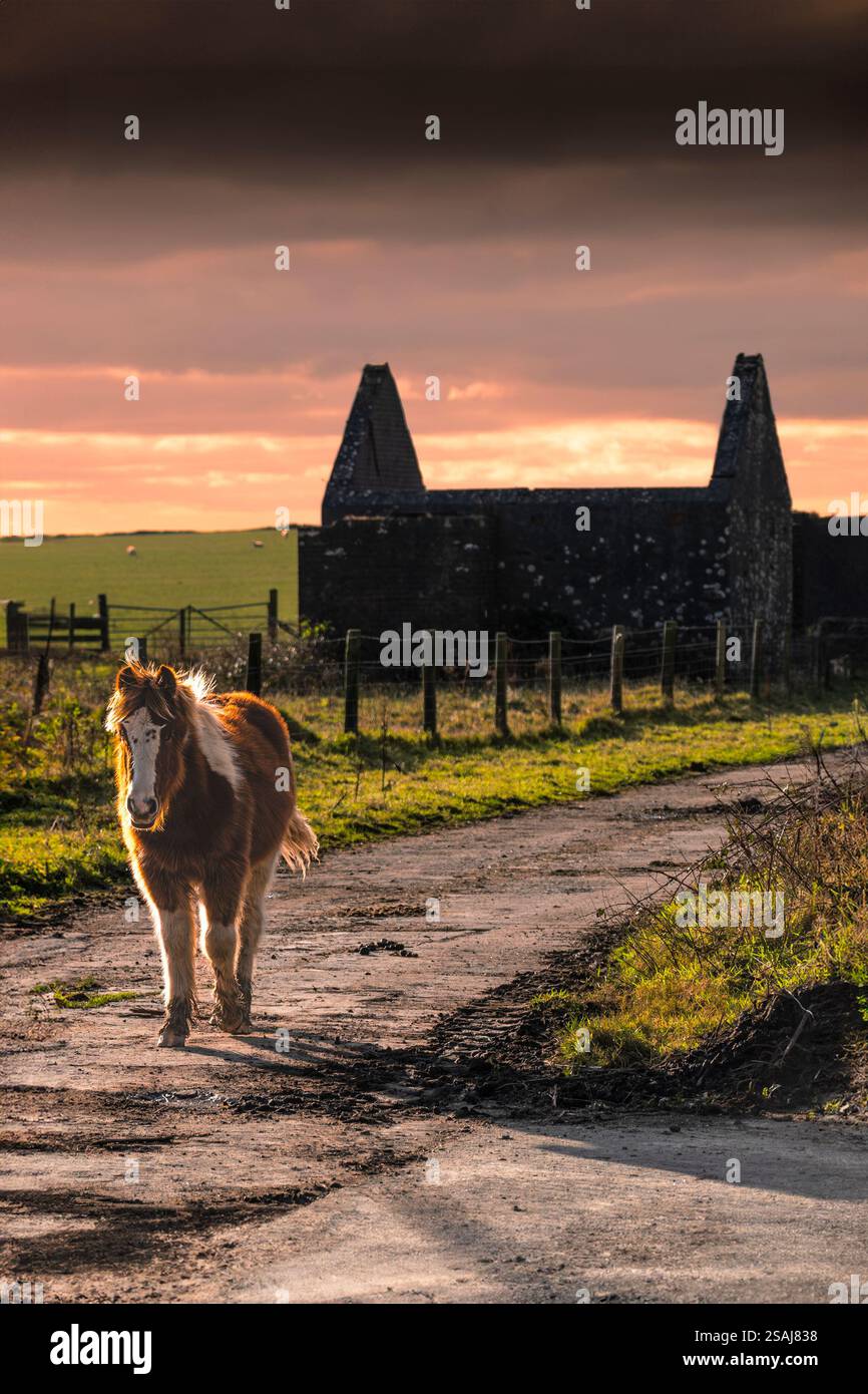 Lumière du soir au-dessus d'un légendaire poney sauvage Bodmin marchant le long d'une route de ferme devant un bâtiment en ruine sur Bodmin Moor en Cornouailles au Royaume-Uni. Banque D'Images Lumière du soir au-dessus d'un légendaire poney sauvage Bodmin marchant le long d'une route de ferme devant un bâtiment en ruine sur Bodmin Moor en Cornouailles au Royaume-Uni. Banque D'Images
