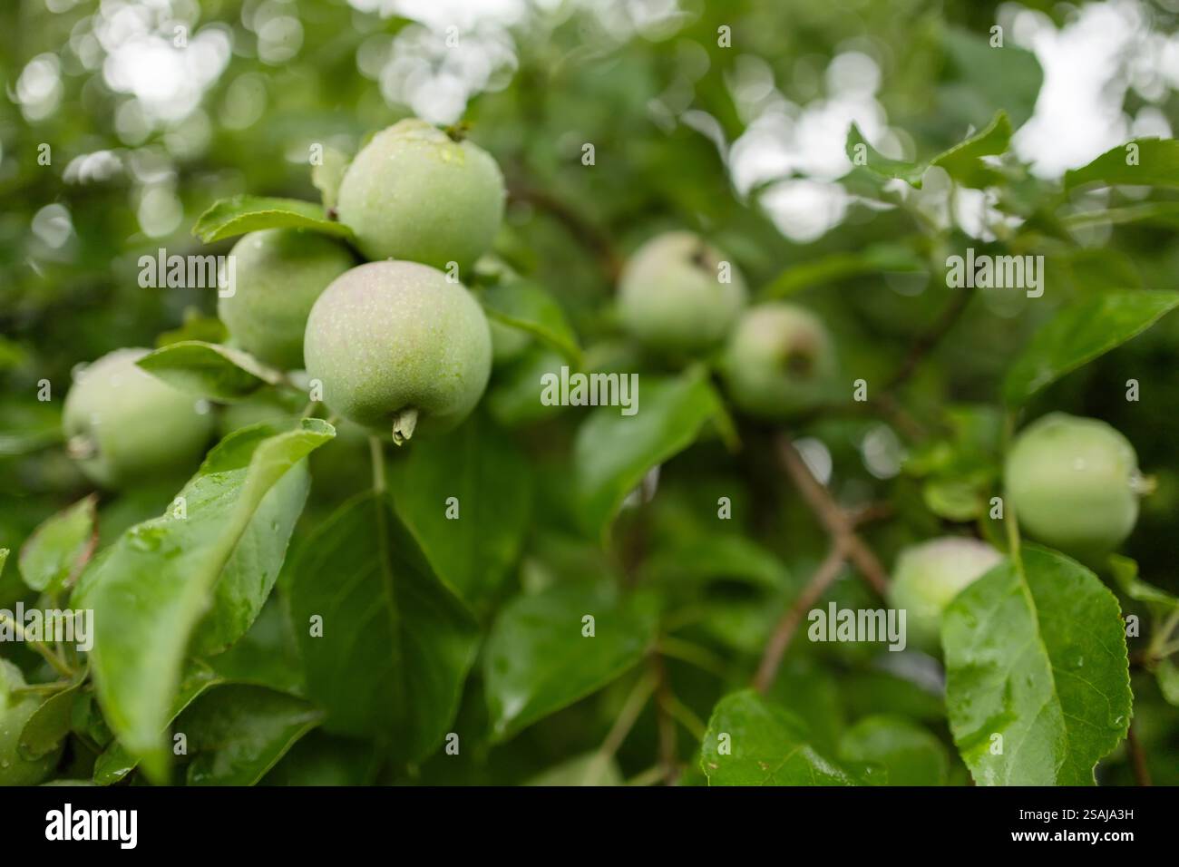 Pommier avec des pommes vertes gros plan à la lumière du soleil après que la pluie tombe dans le vent. Les pommes vertes poussent sur une branche Banque D'Images