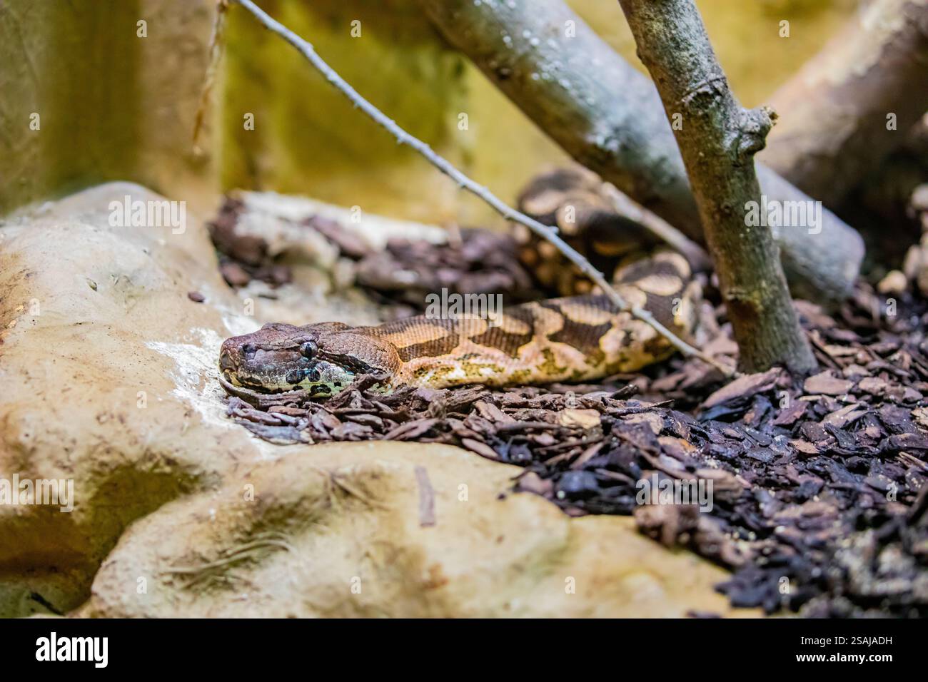 Le boa de Dumeril (Agrantophis dumerili) est une espèce de serpent non venimeux de la famille des Boidae. L'espèce est endémique à Madagascar. Banque D'Images