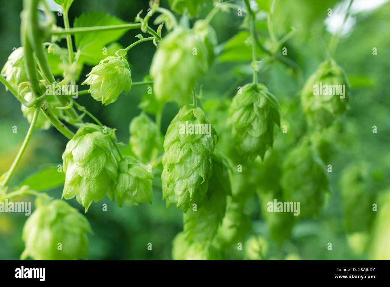 Détail du houblon frais vert pour faire de la bière sur le terrain. Banque D'Images
