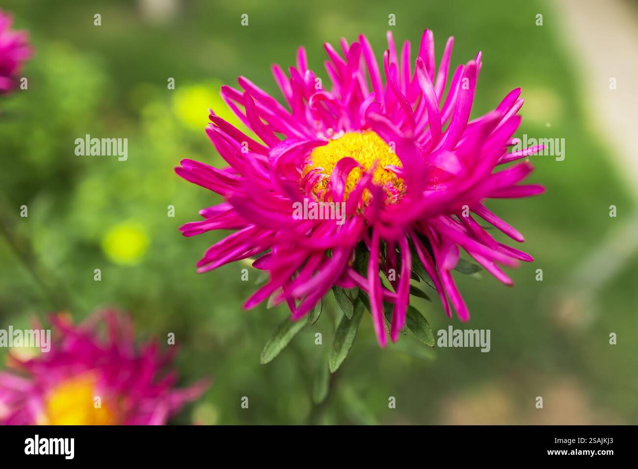 Asters de fleur rouge vif en gros plan, fond de flore. Banque D'Images