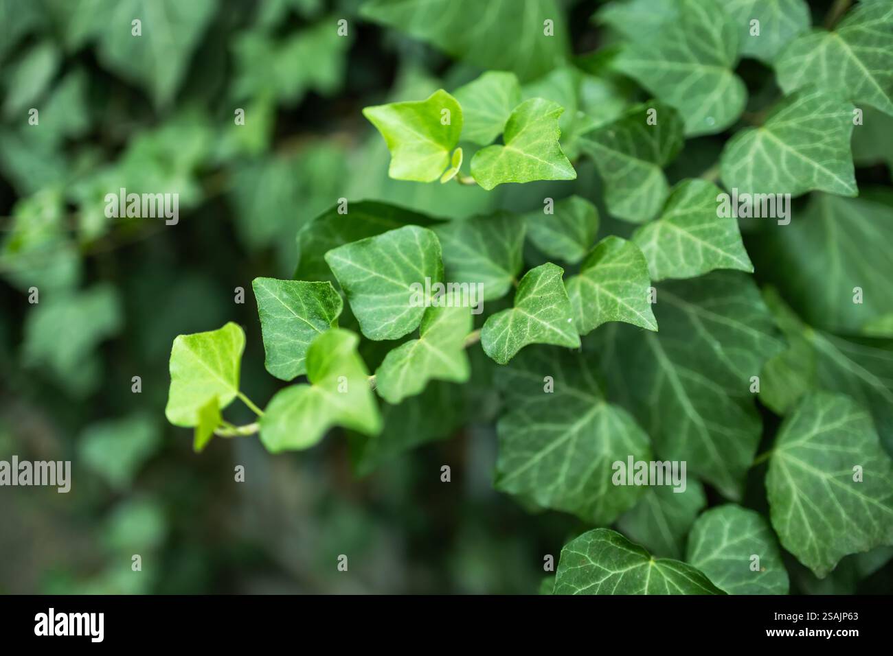 Lierre, Hedera Helix ou feuille de lierre européenne. Gros plan photo. Banque D'Images