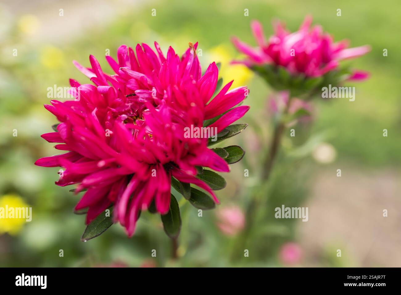 Fleurs d'aster rouge dans le champ de fleurs. Banque D'Images