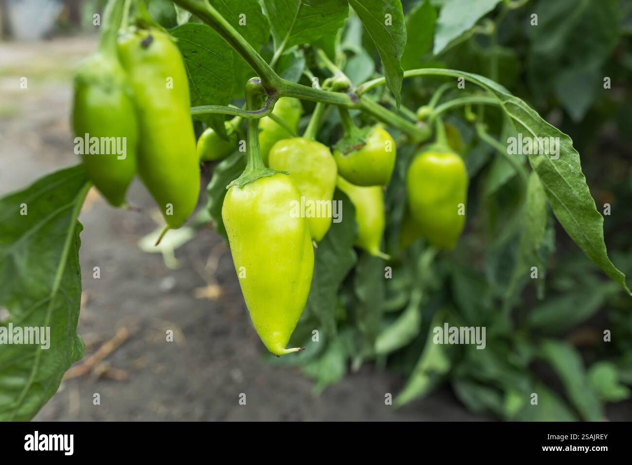 une plante avec des poivrons jaunes poussant dans un jardin. Banque D'Images